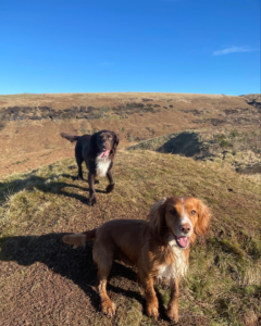 Stephanie's dogs, Leo and Nellie