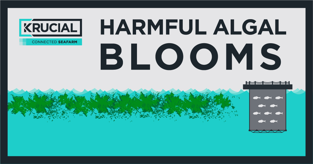 Algal Blooms: Early Detection to Save Aquaculture Millions