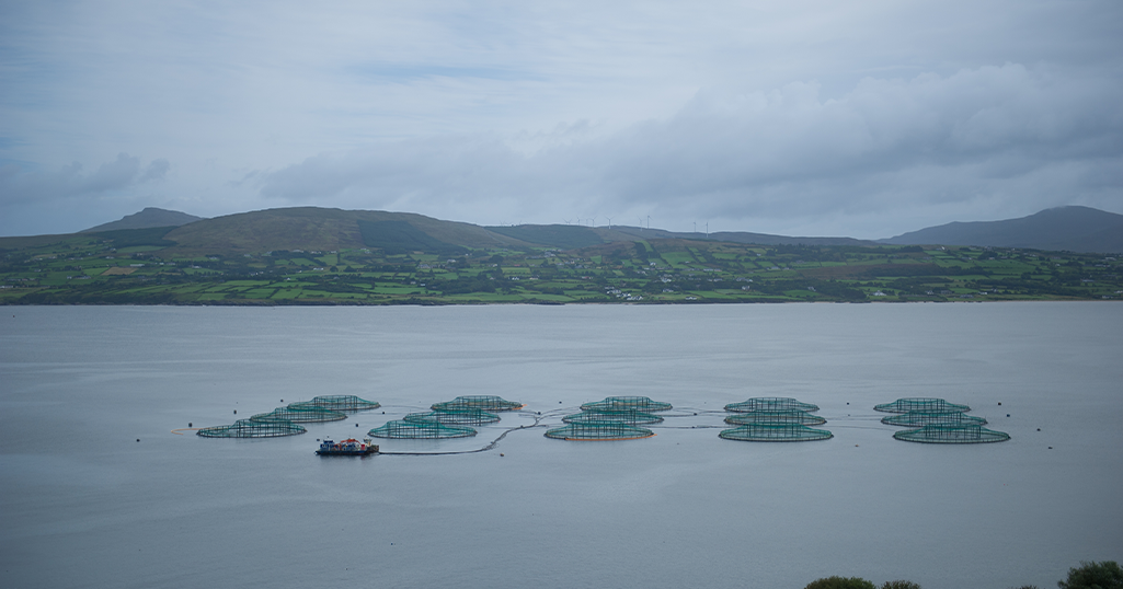 Enhancing Aquaculture Resilience with Digital Monitoring for Warming Waters
