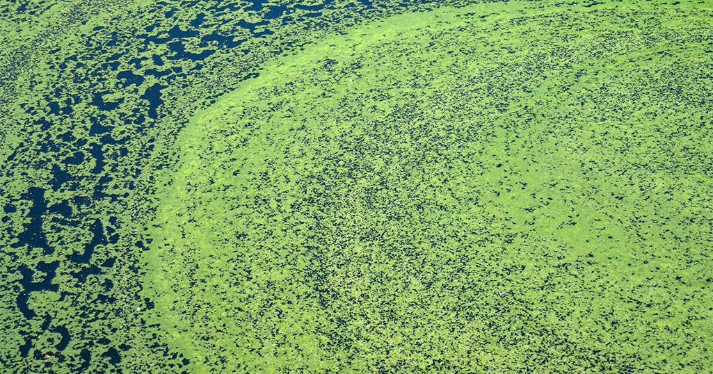 How new technology can enable earlier algal bloom detection