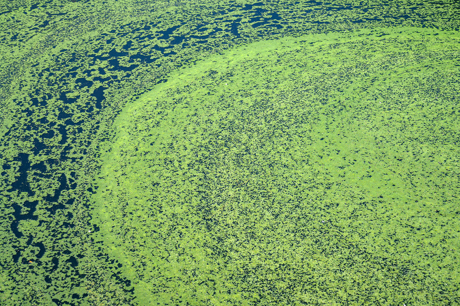 How new technology can enable earlier algal bloom detection